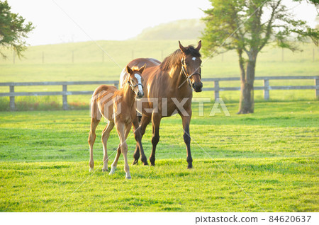 Thoroughbred parent and child 84620637