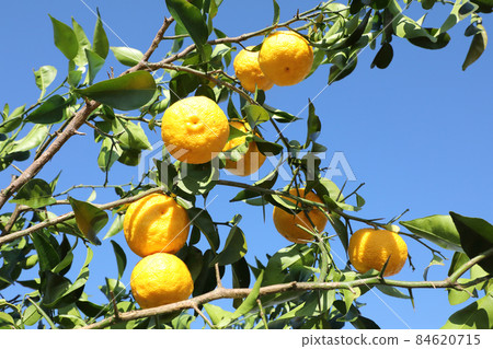 柚子種子 柚子種子 84620715