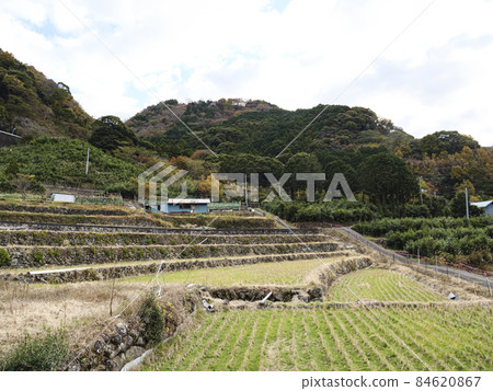 靜岡縣伊豆市修善寺北山梯田的冬天 靜岡縣伊豆市修善寺北山梯田的冬天 84620867