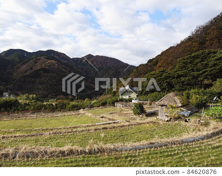 靜岡縣伊豆市修善寺北山梯田的冬天 靜岡縣伊豆市修善寺北山梯田的冬天 84620876