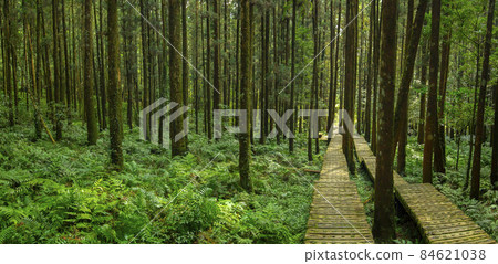 森林,登山,木棧道,森、登山、遊歩道、Forest, mountain climbing, 森林,登山,木棧道,森、登山、遊歩道、Forest, mountain climbing, 84621038