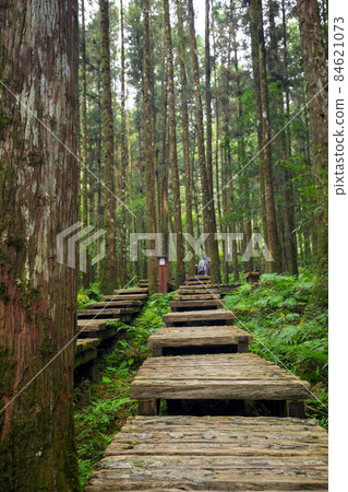 森林,登山,木棧道,森、登山、遊歩道、Forest, mountain climbing, 森林,登山,木棧道,森、登山、遊歩道、Forest, mountain climbing, 84621073