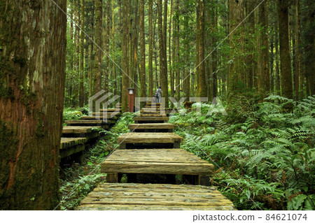 森林，登山，木棧道，森、登山、遊歩道、Forest, mountain climbing, 84621074