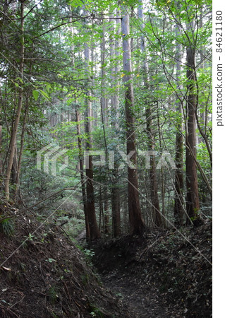 It is Aoba no Mori Ryokuchi in Aobayama, a natural monument of Sendai City. It is Aoba no Mori Ryokuchi in Aobayama, a natural monument of Sendai City. 84621180