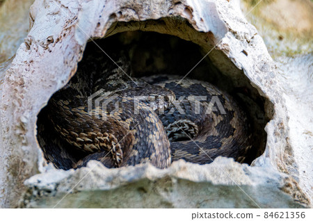 Close-up Middle Viper or Vipera renardi in a small stone cave Close-up Middle Viper or Vipera renardi in a small stone cave 84621356