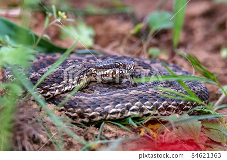 Close-up Middle Viper or Vipera renardi coiled up on the ground Close-up Middle Viper or Vipera renardi coiled up on the ground 84621363