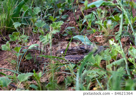 Middle Viper or Vipera renardi coiled up on the ground in grass Middle Viper or Vipera renardi coiled up on the ground in grass 84621364
