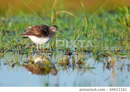 Tringa glareola or wood sandpiper in marshland 84621381