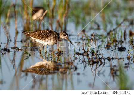 Tringa glareola or wood sandpiper in marshland 84621382