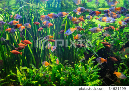 Aquarium full of fresh water fish and aquatic plants 84621399