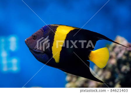 Pomacanthus asfur or Arabian Angelfish in aquarium close-up 84621403