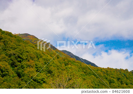 秋葉，秋葉，黃葉 84621608