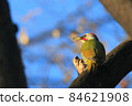 Japanese green woodpecker at Higashi-Takane Forest Park in early winter 84621908