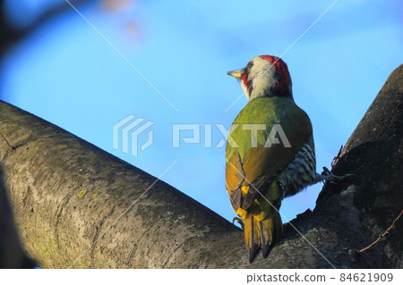 Japanese green woodpecker at Higashi-Takane Forest Park in early winter Japanese green woodpecker at Higashi-Takane Forest Park in early winter 84621909