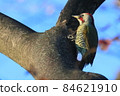 Japanese green woodpecker at Higashi-Takane Forest Park in early winter 84621910