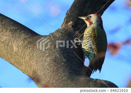 Japanese green woodpecker at Higashi-Takane Forest Park in early winter Japanese green woodpecker at Higashi-Takane Forest Park in early winter 84621910