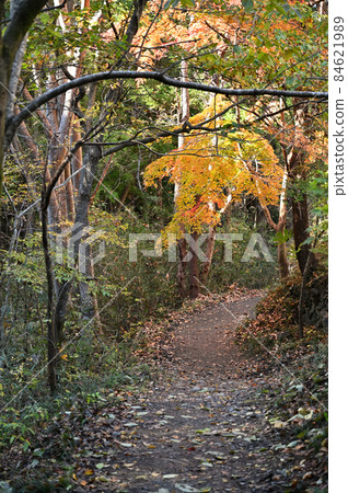 Chichibu walk: Mountain road at the foot of Mt. Wado 84621989