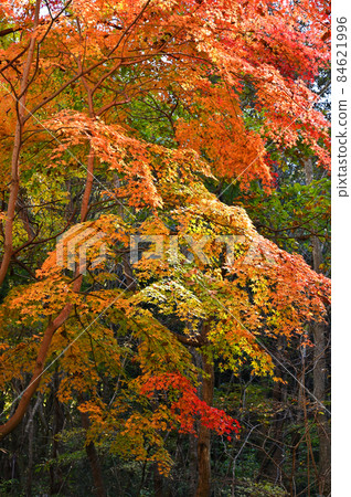 Chichibu walk: Mountain road, autumn leaves at the foot of Mt. Wado Chichibu walk: Mountain road, autumn leaves at the foot of Mt. Wado 84621996
