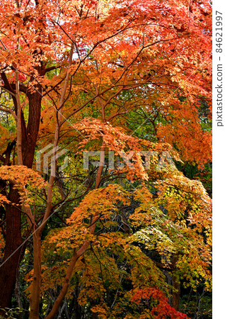 Chichibu walk: Mountain road, autumn leaves at the foot of Mt. Wado 84621997