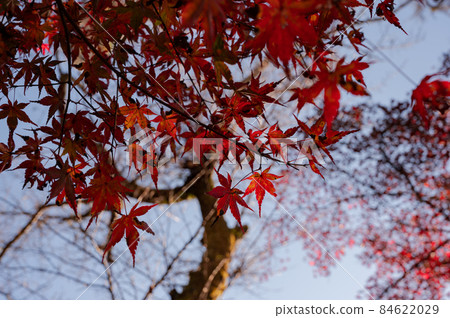 Maple Maple 84622029