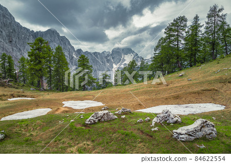 Snow stains on the field and green larches, Slovenia Snow stains on the field and green larches, Slovenia 84622554