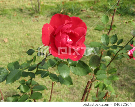 Beautiful big red rose flower Beautiful big red rose flower 84622564