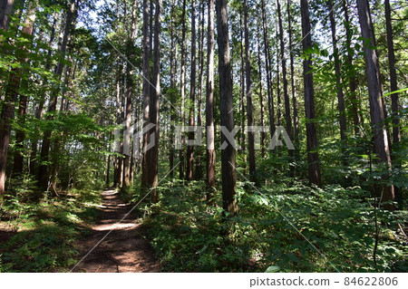 It is Aoba no Mori Ryokuchi in Aobayama, a natural monument in Sendai City, Miyagi Prefecture. It is Aoba no Mori Ryokuchi in Aobayama, a natural monument in Sendai City, Miyagi Prefecture. 84622806