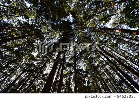 It is Aoba no Mori Ryokuchi in Aobayama, a natural monument in Sendai City, Miyagi Prefecture. 84622853