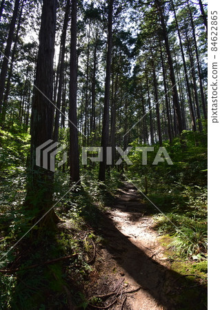 It is Aoba no Mori Ryokuchi in Aobayama, a natural monument in Sendai City, Miyagi Prefecture. It is Aoba no Mori Ryokuchi in Aobayama, a natural monument in Sendai City, Miyagi Prefecture. 84622865