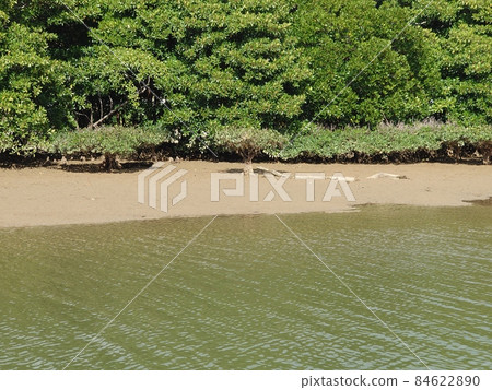 紅樹林和河 84622890
