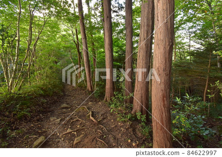 Aoba green space of Aobayama, a natural monument in Sendai 84622997