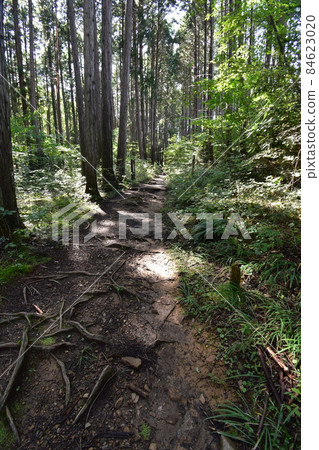 Aoba green space of Aobayama, a natural monument in Sendai 84623020