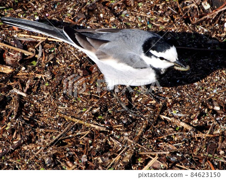 "Caught!" (Sekirei who got a hornworm) 84623150