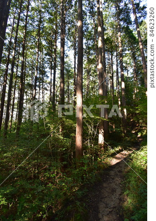 It is Aoba no Mori Ryokuchi in Aobayama, a natural monument of Sendai City. It is Aoba no Mori Ryokuchi in Aobayama, a natural monument of Sendai City. 84623260