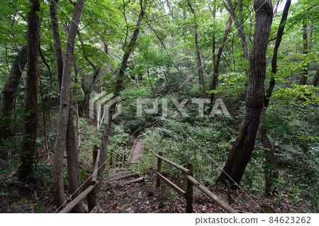 It is Aoba no Mori Ryokuchi in Aobayama, a natural monument of Sendai City. It is Aoba no Mori Ryokuchi in Aobayama, a natural monument of Sendai City. 84623262
