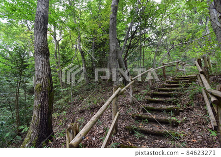 It is Aoba no Mori Ryokuchi in Aobayama, a natural monument of Sendai City. It is Aoba no Mori Ryokuchi in Aobayama, a natural monument of Sendai City. 84623271