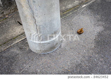 why does my dog poop on concrete