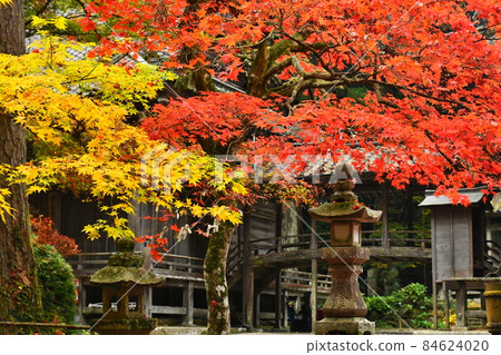 Autumn leaves of Mt. Imakano, Sera-gun, Hiroshima Autumn leaves of Mt. Imakano, Sera-gun, Hiroshima 84624020