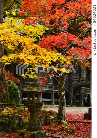 Autumn leaves of Mt. Imakano, Sera-gun, Hiroshima Autumn leaves of Mt. Imakano, Sera-gun, Hiroshima 84624021