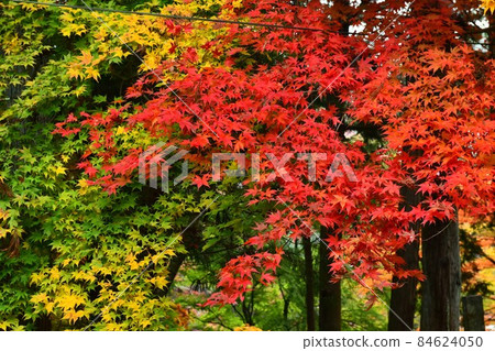 Autumn leaves of Mt. Imakano, Sera-gun, Hiroshima Autumn leaves of Mt. Imakano, Sera-gun, Hiroshima 84624050