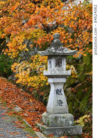 廣島市世樂郡今野山的秋葉 廣島市世樂郡今野山的秋葉 84624062