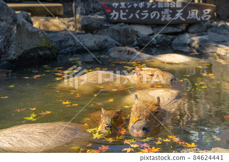 伊豆煞波天公園水豚秋葉溫泉 84624441