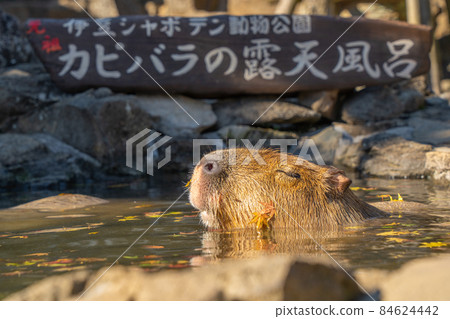 伊豆煞波天公園水豚秋葉溫泉 84624442