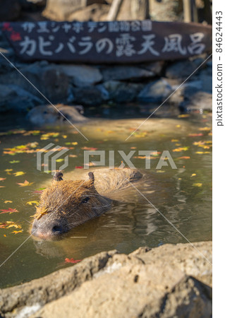 伊豆煞波天公園水豚秋葉溫泉 伊豆煞波天公園水豚秋葉溫泉 84624443