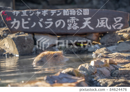 Capybara in Izu cactus park 84624476
