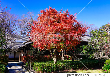 Fuchu City Local Forest Museum during the fall foliage (Fuchu City, Tokyo) Fuchu City Local Forest Museum during the fall foliage (Fuchu City, Tokyo) 84624619