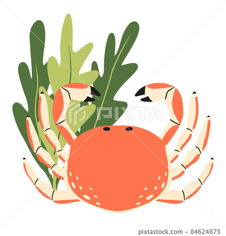 Childrens illustration of crab with seaweed. Hand-drawn orange crab. Childrens illustration of crab with seaweed. Hand-drawn orange crab. 84624875
