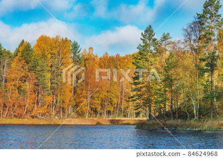 Autumn forest by the edge of Lake Ladoga. Republic of Karelia. . 84624968