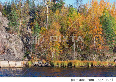 Autumn trees on the island of Lake Ladoga. Republic of Karelia. 84624971