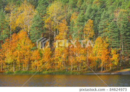 Autumn forest by the edge of Lake Ladoga. Republic of Karelia. 84624973